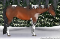Horse Color:Bay Tobiano 