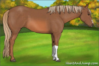 Horse Color:Liver Chestnut 