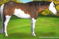 Horse Color:Buckskin Splash 