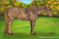 Horse Color:Black  Brindle