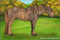 Horse Color:Black  Brindle