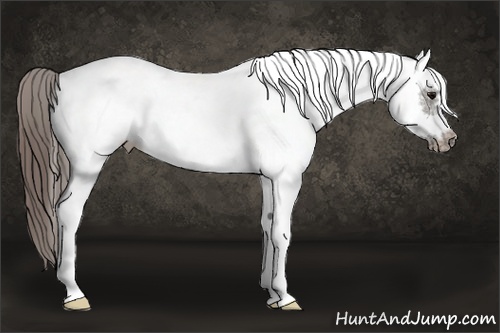 Horse Color:White Spotted Grullo Splash Frame Varnish 