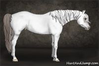 Horse Color:White Spotted Grullo Splash Frame Varnish 
