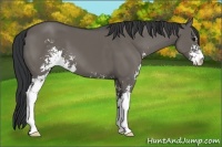 Horse Color:Grullo Sabino 
