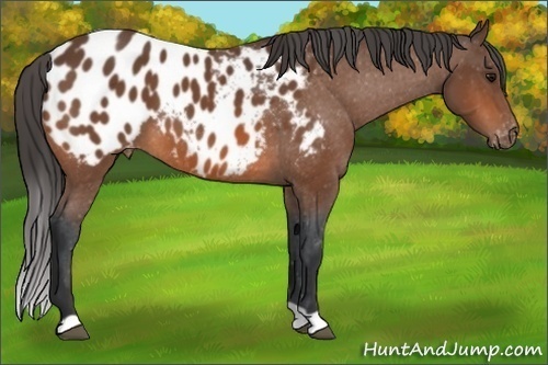 Horse Color: Bay Blanket 