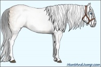 Horse Color:Gray Bay Dun Splash Frame