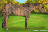 Horse Color:Brown Rabicano  Brindle