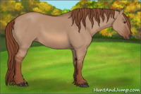 Horse Color:Liver Red Dun 