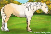Horse Color:Palomino Rabicano