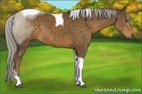 Horse Color:Chocolate Palomino Sabino Tobiano