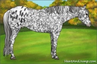 Horse Color:Black Appaloosa 