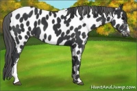 Horse Color:Black Near Leopard 