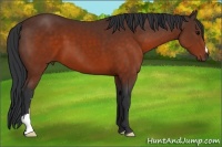 Horse Color:Brown 