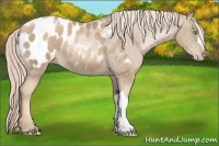 Horse Color:Chocolate Palomino Pearl Blanket