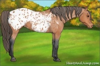 Horse Color:Bay Appaloosa 