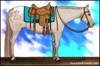 Horse Color:Red Dun Appaloosa 