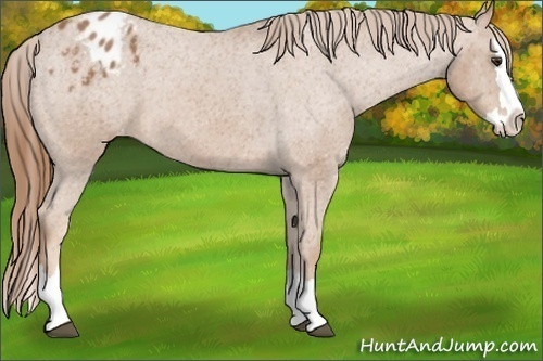Horse Color: Red Roan Splash Blanket 