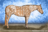 Horse Color:Bay Splash Tobiano Appaloosa Brindle