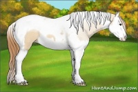 Horse Color:Red Dun Roan Splash Tobiano Rabicano 