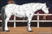 Horse Color:White Spotted Blue Roan Splash Appaloosa 