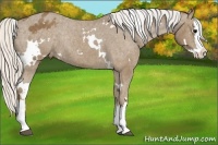 Horse Color:White Spotted Silver Smoky Black Sabino Splash Appaloosa Rabicano 