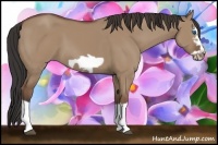 Horse Color:Bay Dun Splash Frame