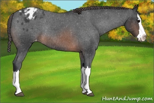 Horse Color:Unknown 