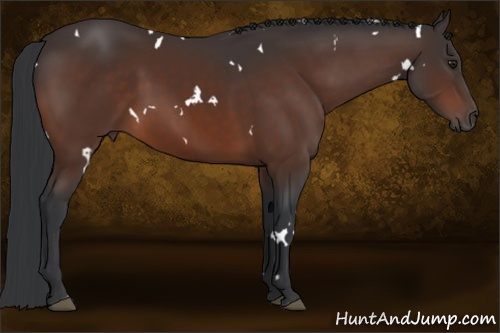 Horse Color: White Spotted Brown 