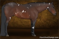 Horse Color:White Spotted Brown 