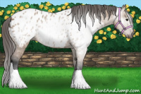 Horse Color:Gray Bay Dun Tobiano Near Leopard 