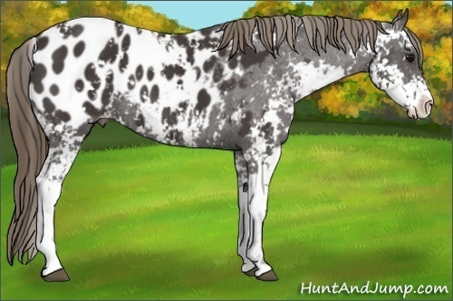 Horse Color: Smoky Black Sabino Blanket 