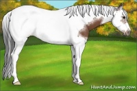 Horse Color:Bay Splash Tobiano Frame 