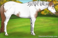 Horse Color:Chestnut Sabino Tobiano Frame Rabicano 