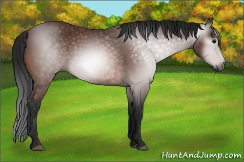 Horse Color:Gray Bay 