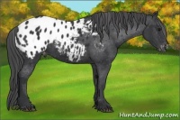 Horse Color:Black Appaloosa 