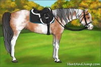 Horse Color:White Spotted Bay 