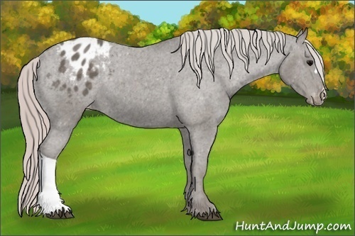Horse Color: Silver Black Blanket 