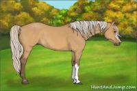 Horse Color:Silver Buckskin Dun 