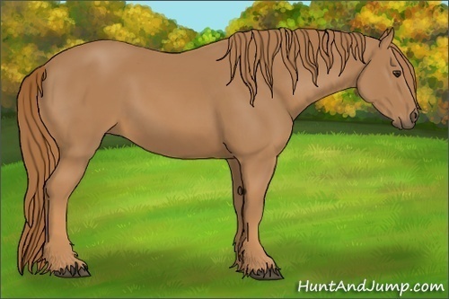 Horse Color:Chestnut Rabicano