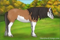 Horse Color:Bay Splash 