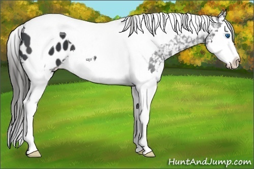 Horse Color:Black Splash Tobiano Appaloosa 