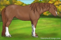 Horse Color:Chestnut 
