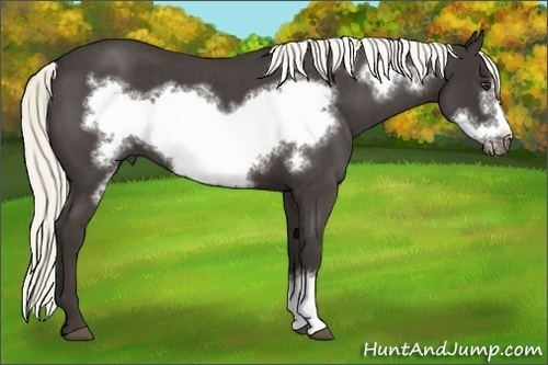 Horse Color: Liver Red Roan Frame 