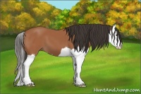 Horse Color:Bay Splash 