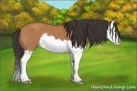 Horse Color:Bay Splash 