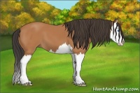 Horse Color:Bay Splash 