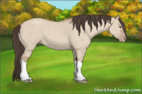 Horse Color:Classic Champagne Dun 