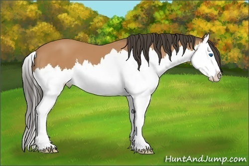 Horse Color:Bay Splash 
