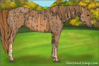 Horse Color:Black  Brindle