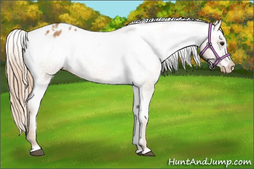 Horse Color: Chestnut Blanket 